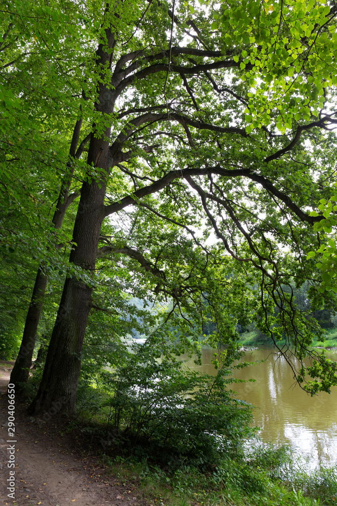 Naklejka premium Beautiful solitude path with old big Trees about River Sazava in Central Czech