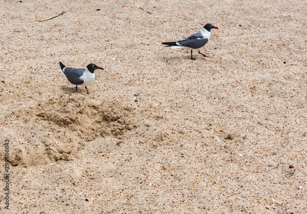 Obraz premium bird on beach