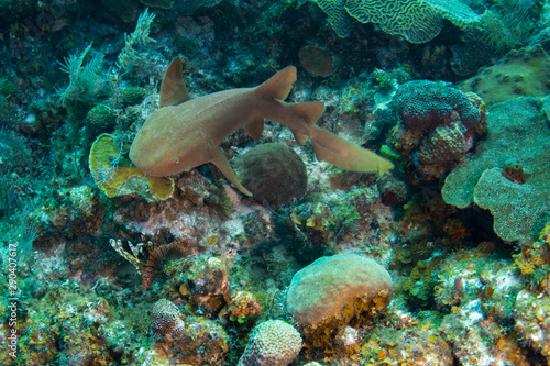 Fototapeta Naklejka Na Ścianę i Meble -  Juvenile nurse shark in the Turks and Caicos islands.