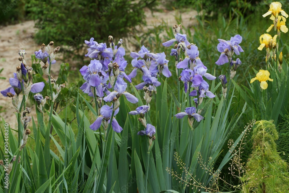 a row of colored iris flowers with green stems and leaves outdoors in the garden