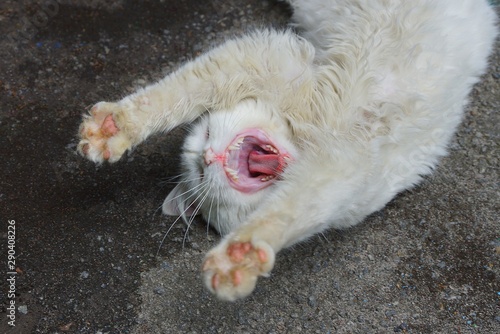 big white cat is yawning and playing with its paws lying on the gray asphalt 