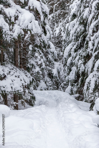 Snowy winter trail.
