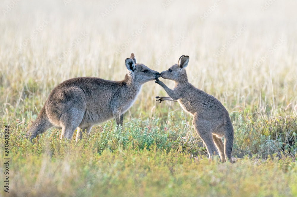 Kangaroo with baby Joey in outback, Australia. Kangaroo with baby Joey in outback, Australia.