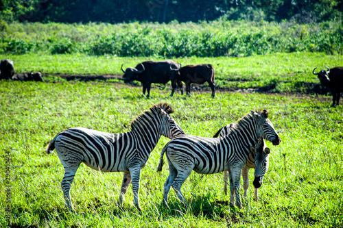Kruger National Park  South Africa