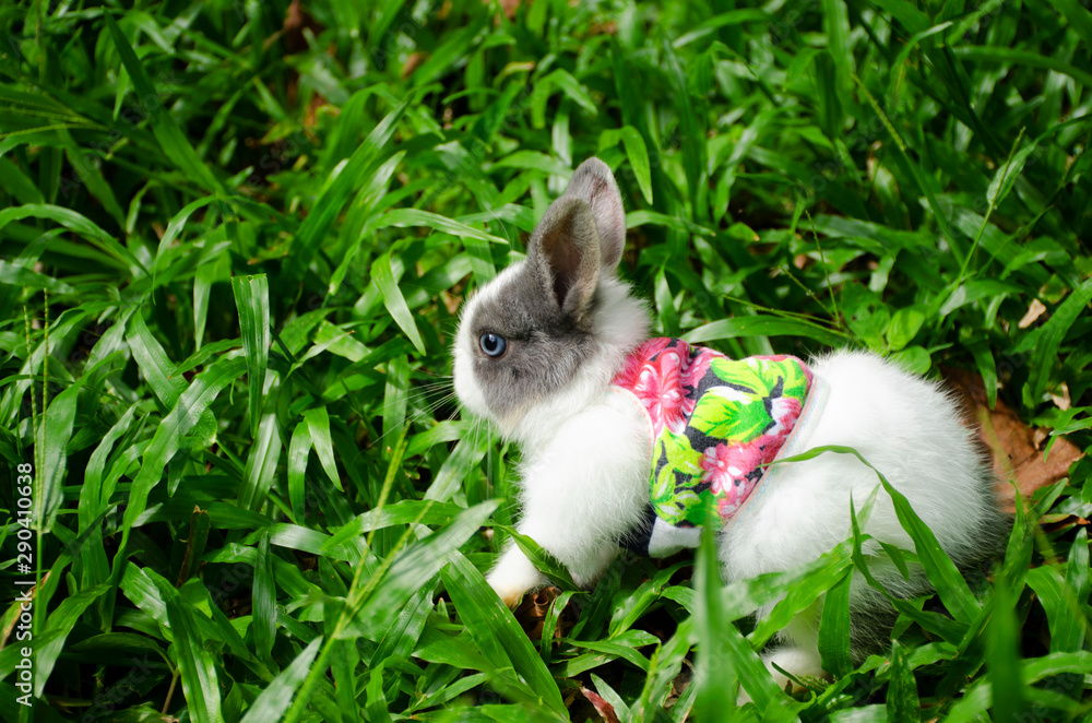 A white rabbit standing on a fresh green grass 