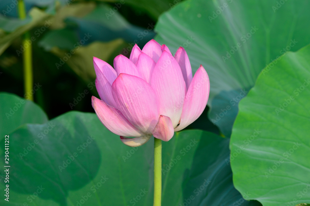 Blooming lotus flowers in the park Blooming lotus flowers in the park