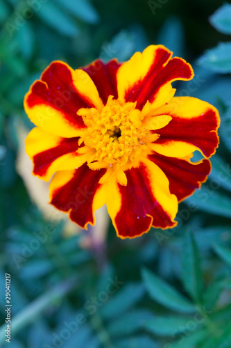Detail of the Marigold Flower  Tagetes patula  
