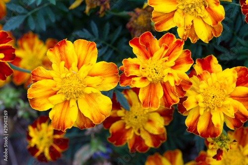 Detail of the Marigold Flower, Tagetes patula   © Kajano