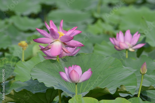 Blooming lotus flowers in the park