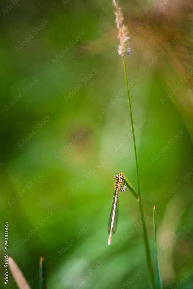 dragonfly on the blade of grass dragonfly on the blade of grass