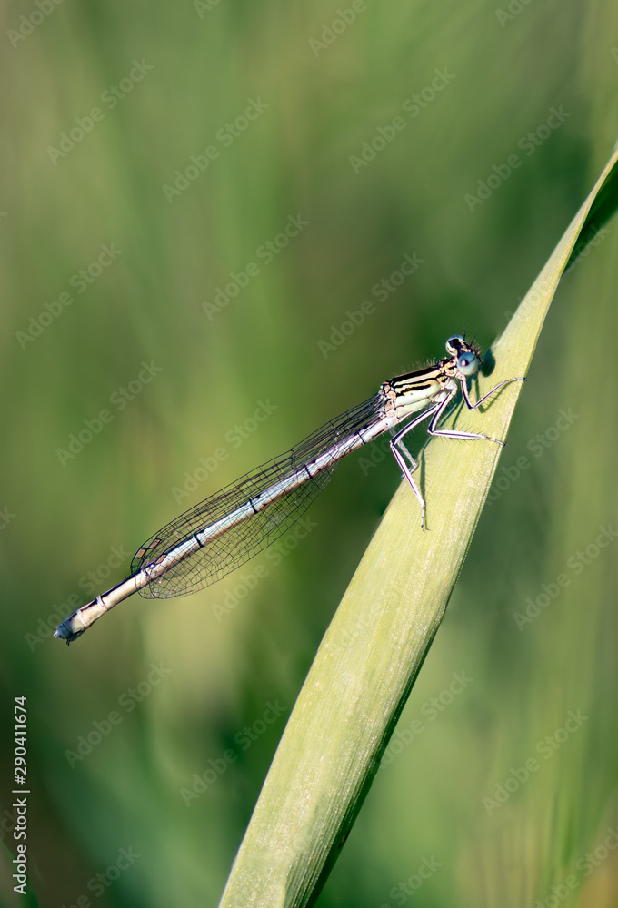 dragonfly on green leaf of grass dragonfly on green leaf of grass