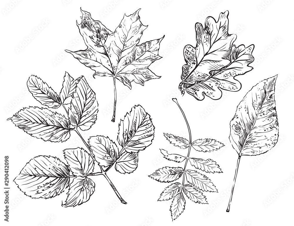 Vector hand drawing leaves 3 Vector hand drawing leaves 3