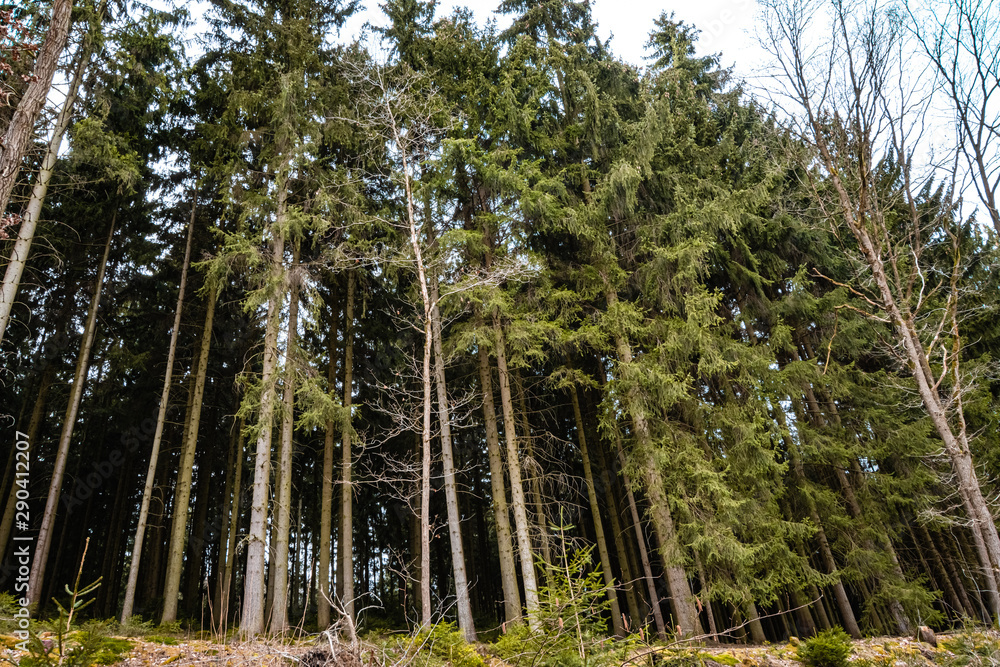 Fototapeta premium Low angle of dense pine forest and bright sky