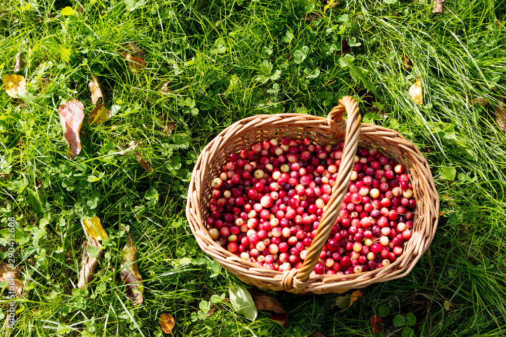 Fresh cranberries in the basket stand on the bright green grass. Fresh cranberries in the basket stand on the bright green grass.