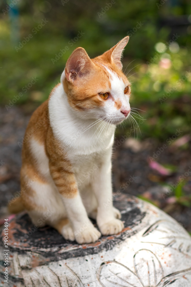 A yellow-white cat sitting on an ancient container. A yellow-white cat sitting on an ancient container.