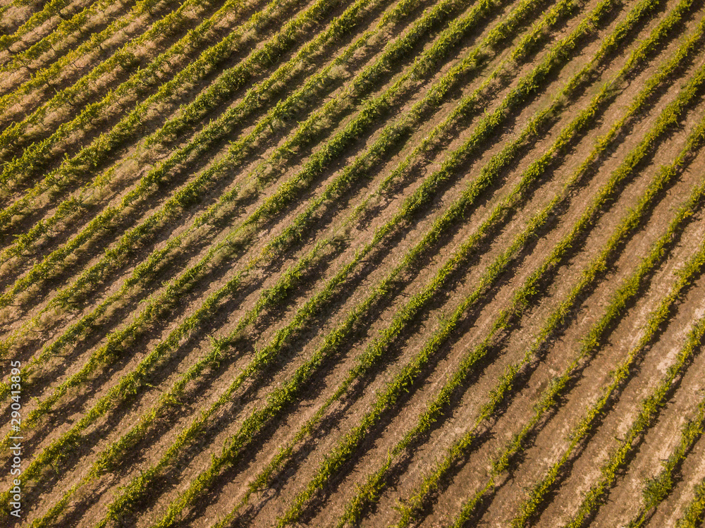 Rows of grape vines Rows of grape vines