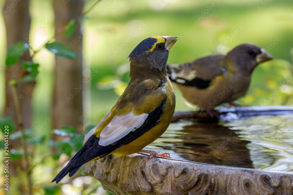 Obraz premium Grosbeak sitting on edge of birdbath with colorful background