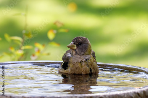 Grosbeak bathing in birdbath with colorful background