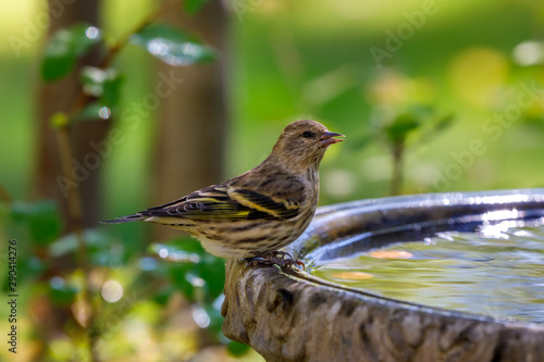 Pine Siskin perched on edge of birdbath with colorful background