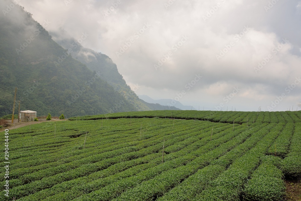 Tea garden landscape in the mountains, Taiwan Tea garden landscape in the mountains, Taiwan