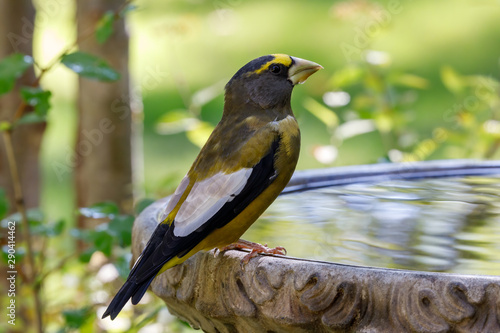 Grosbeak perched on edge of birdbath with colorful background photo