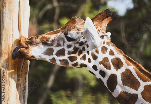 Photography Funny Giraffe