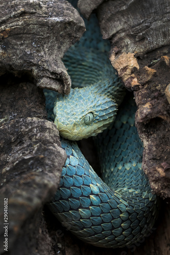 Venomous Bush Viper in Hollow Log 