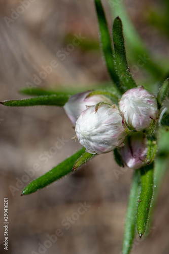 White flower buds