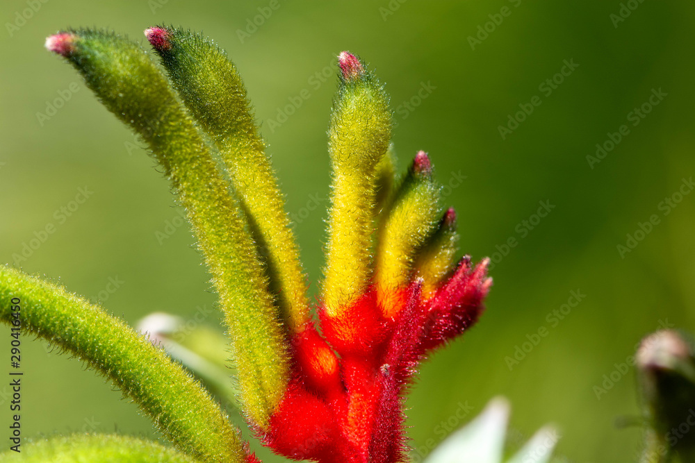 Australian Kangaroo Paw with red and green flowers Australian Kangaroo Paw with red and green flowers