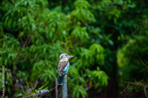 Kingfisher looking for its breakfast