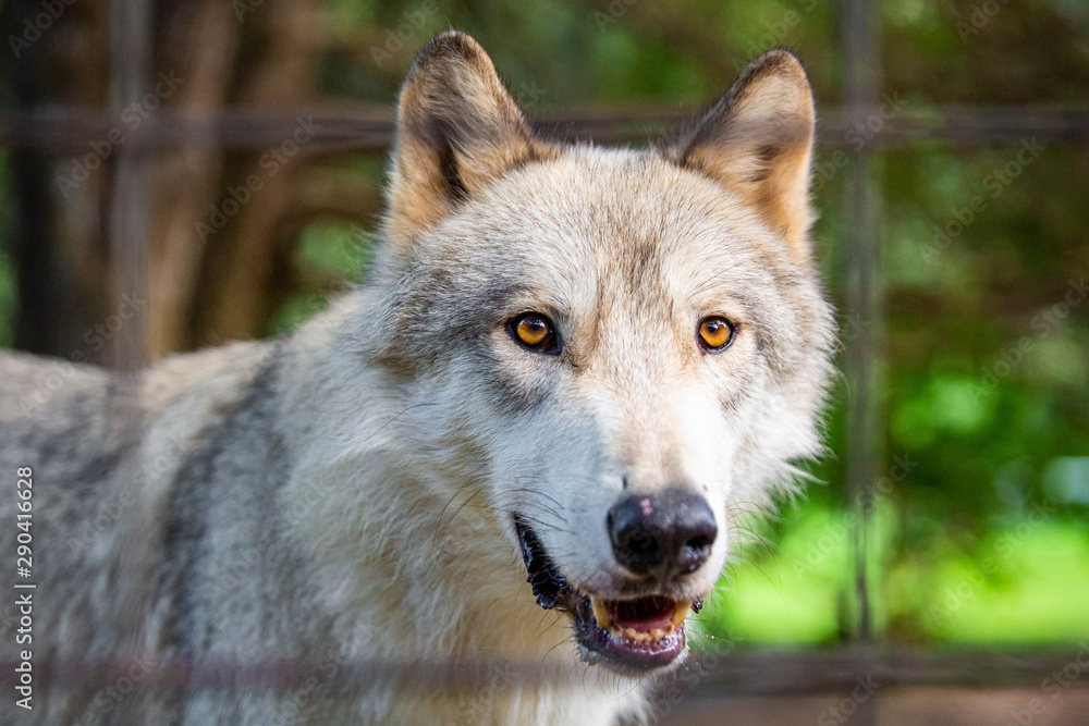Fototapeta premium Wild and sad wolf in the cage captivated
