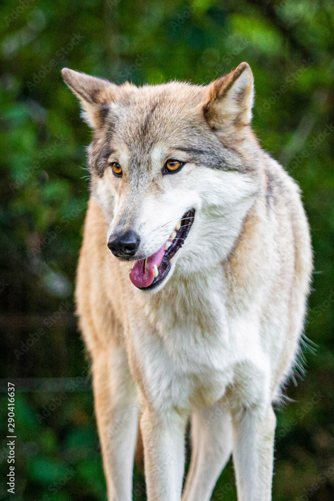 Single beautiful wild wolf outdoors at summer day