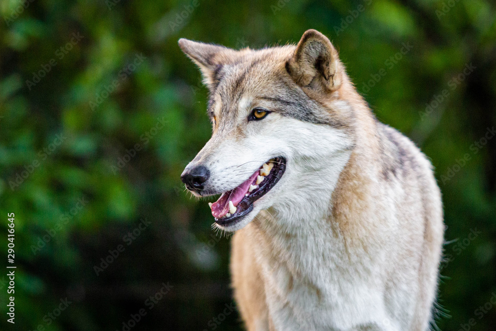 Single beautiful wild wolf outdoors at summer day