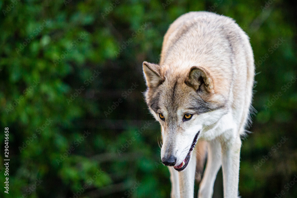 Single beautiful wild wolf outdoors at summer day Single beautiful wild wolf outdoors at summer day
