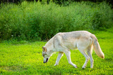 Single beautiful wild wolf outdoors at summer day