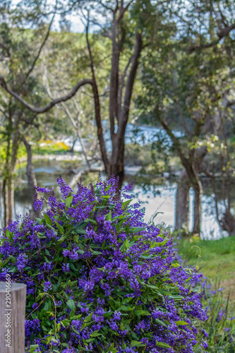 Purple hedge flowers on a fence