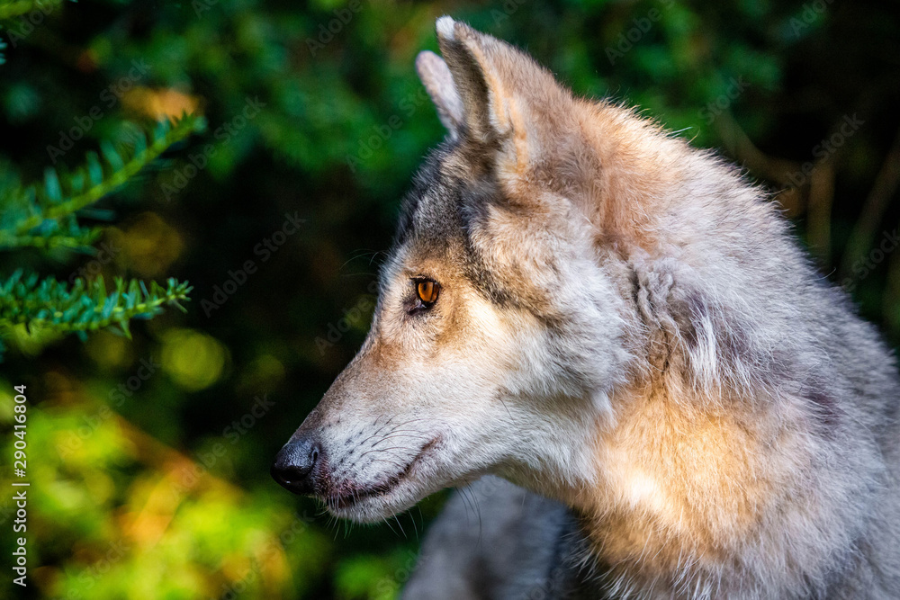Fototapeta premium Single beautiful wild wolf outdoors at summer day