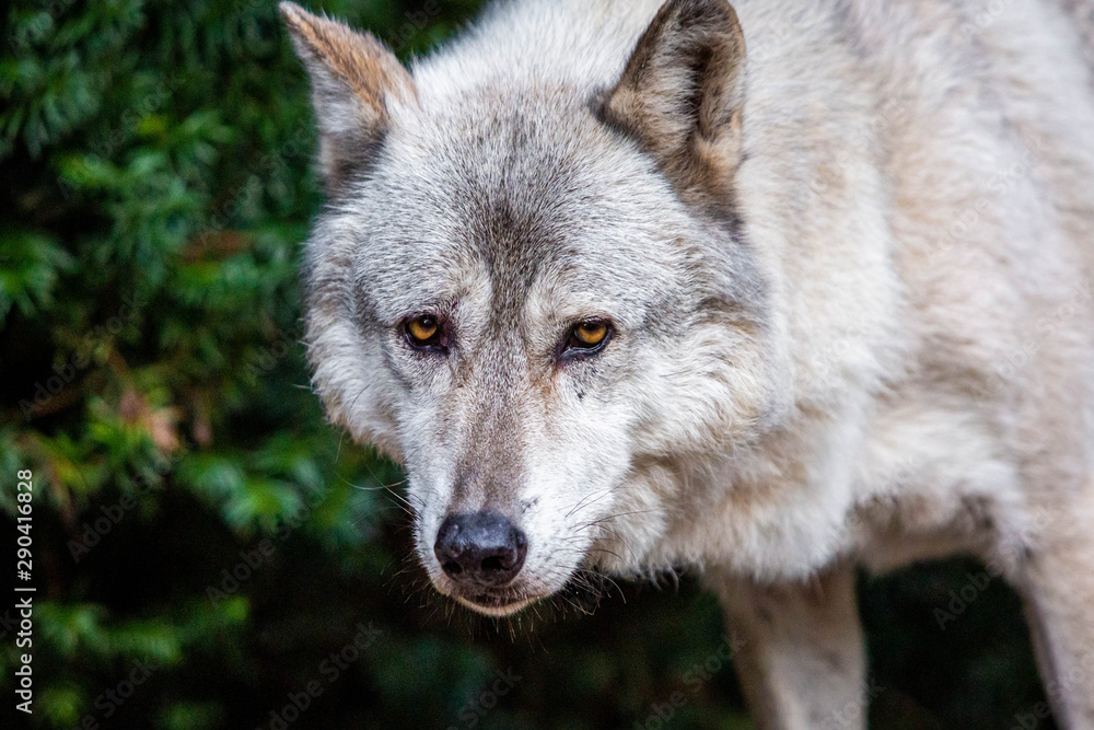 Single beautiful wild wolf outdoors at summer day