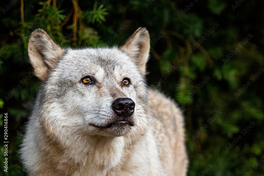 Single beautiful wild wolf outdoors at summer day