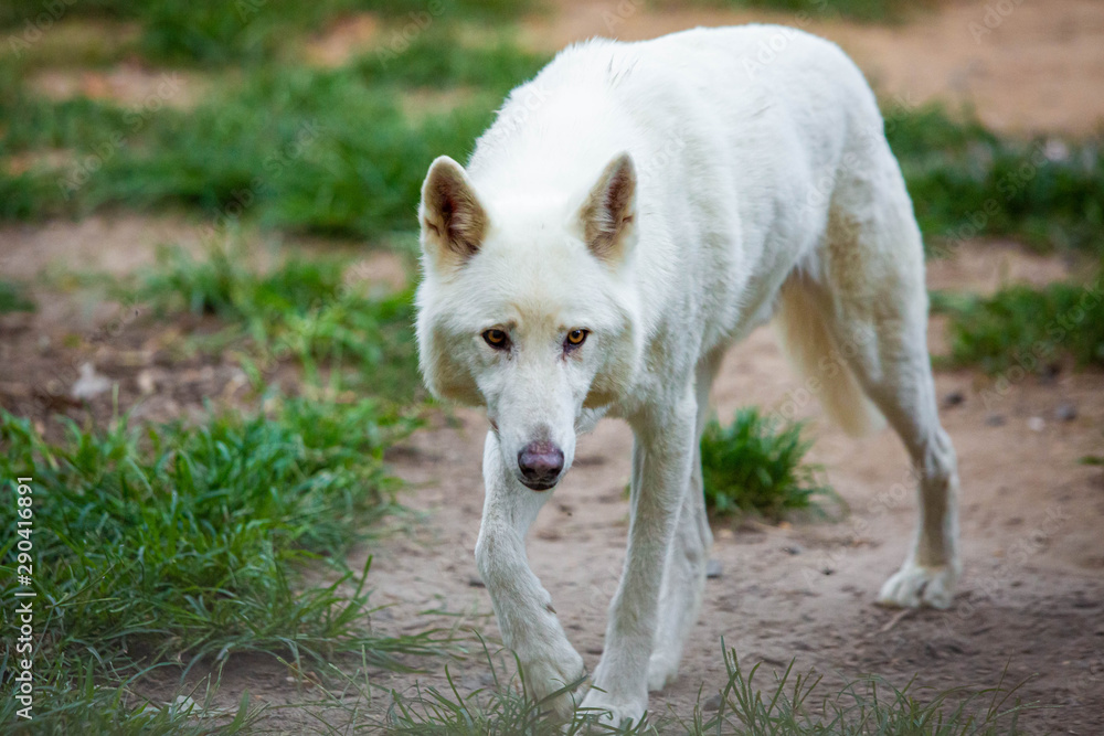 white dog wolf breed shepherd alone at day