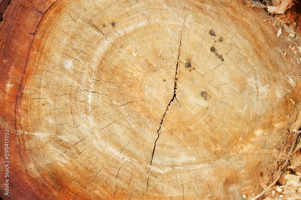 Naklejka premium grunge log wood texture background of annual rings.