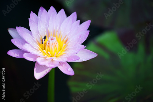 beautiful blooming lotus flower as background.