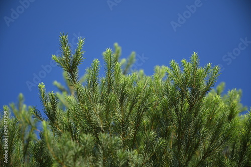 pine tree close up with blue clear sky background