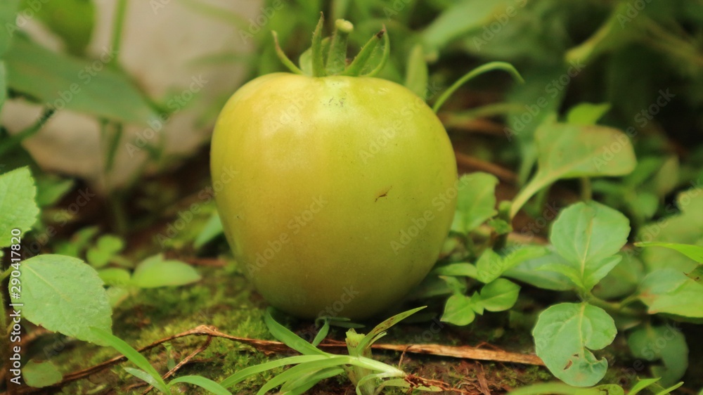 Fototapeta premium green tomato on tree
