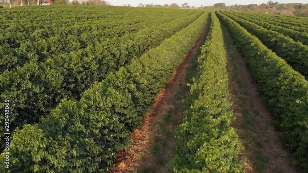 plantação de café no Brasil.