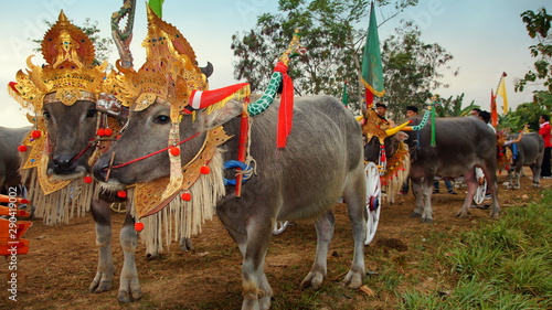 bunt geschmückte Wasserbüffel vor den traditionellem Büffelrennen in Bali photo