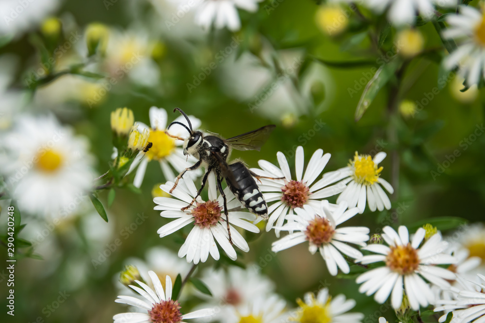 Bald Faced Hornet on Aster Flowers in Summer Bald Faced Hornet on Aster Flowers in Summer