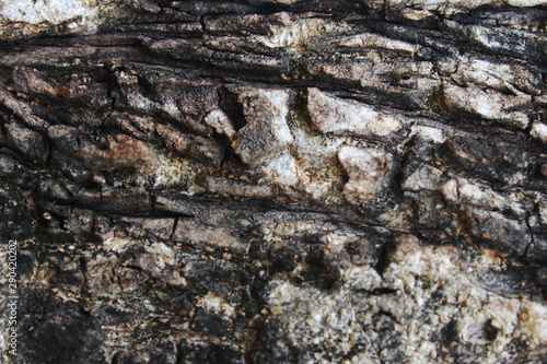 tree bark in the background. Nature. Photo