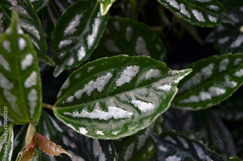 Planta de hojas verdes con manchas blancas Stock Photo | Adobe Stock