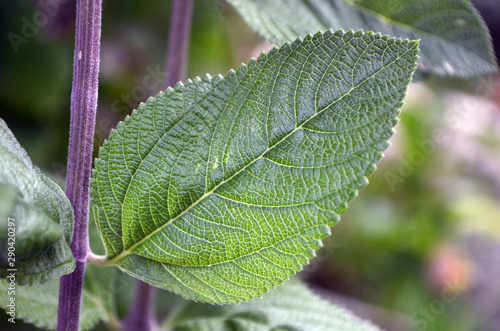 Hoja de salvia y sus nervaduras photo